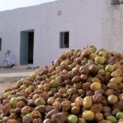 SAVEURS NOMADES. HUILE D'ARGAN