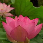 Le Lotus, de la spiritualité à l'hypertechnologie